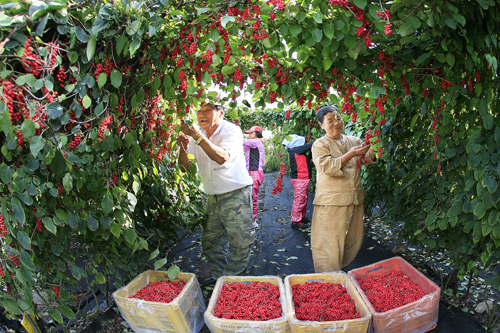 Berry festival in local town in Nature & Korea Gate way