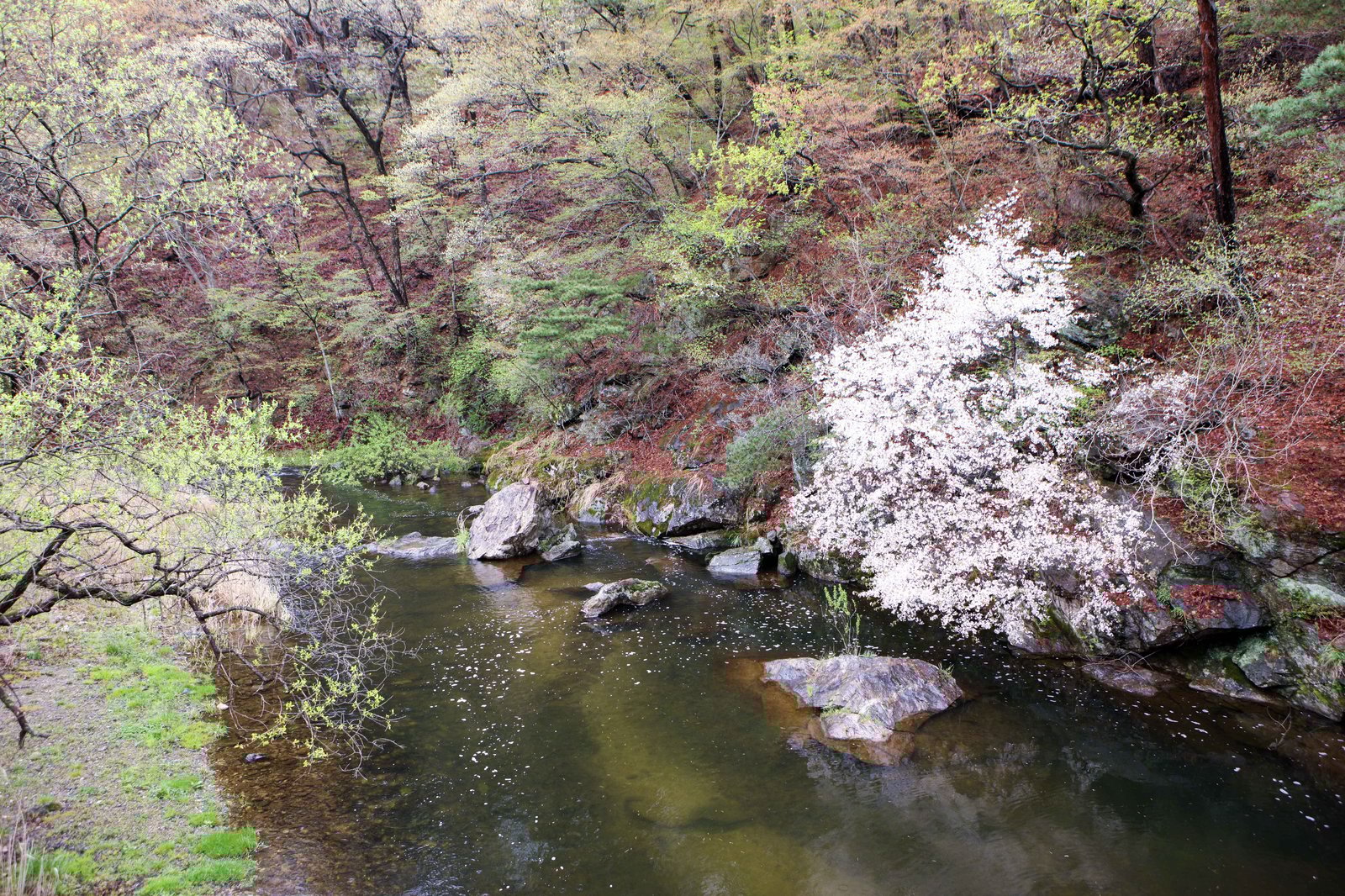 🌸 Gongju Cherry Blossom Trip (공주 벚꽃여행) – March 30 🌸